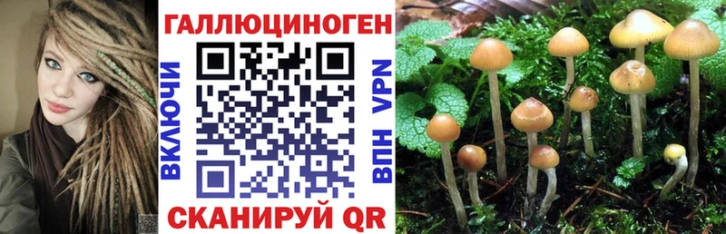 дарнет шоп  мега сайт  Галлюциногенные грибы Psilocybe  Котовск 
